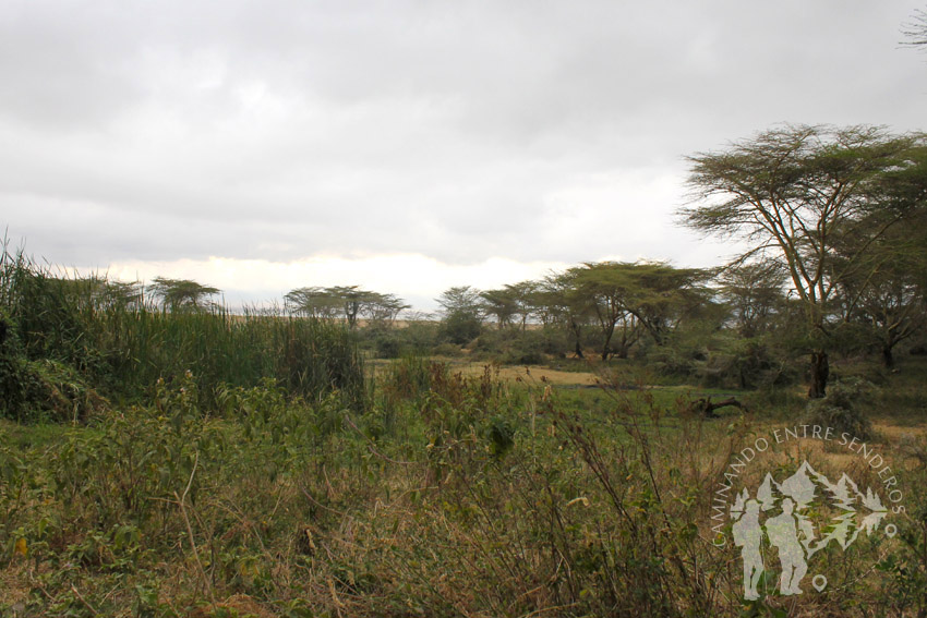 Ngorongoro (Tanzania)