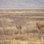 Familia de leones (Ngorongoro)
