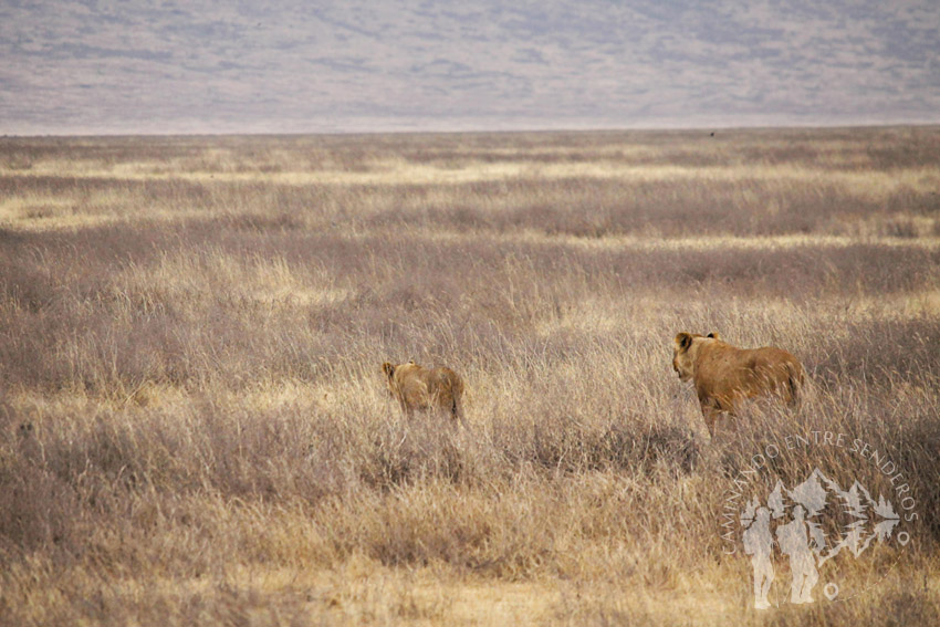 Familia de leones (Ngorongoro)