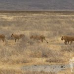 Familia de leones (Ngorongoro)