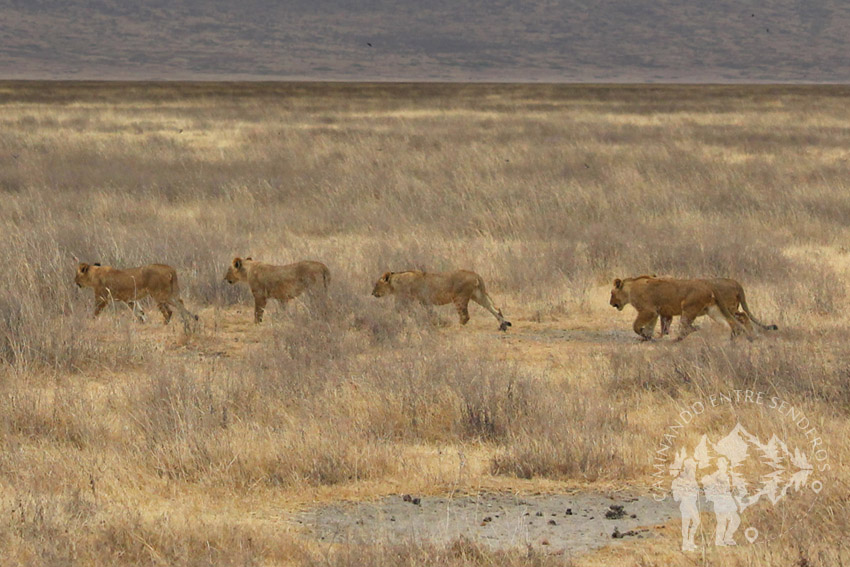 Familia de leones (Ngorongoro)