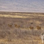 Familia de leones (Ngorongoro)