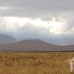 Ngorongoro (Tanzania)