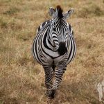 Cebra (Ngorongoro)