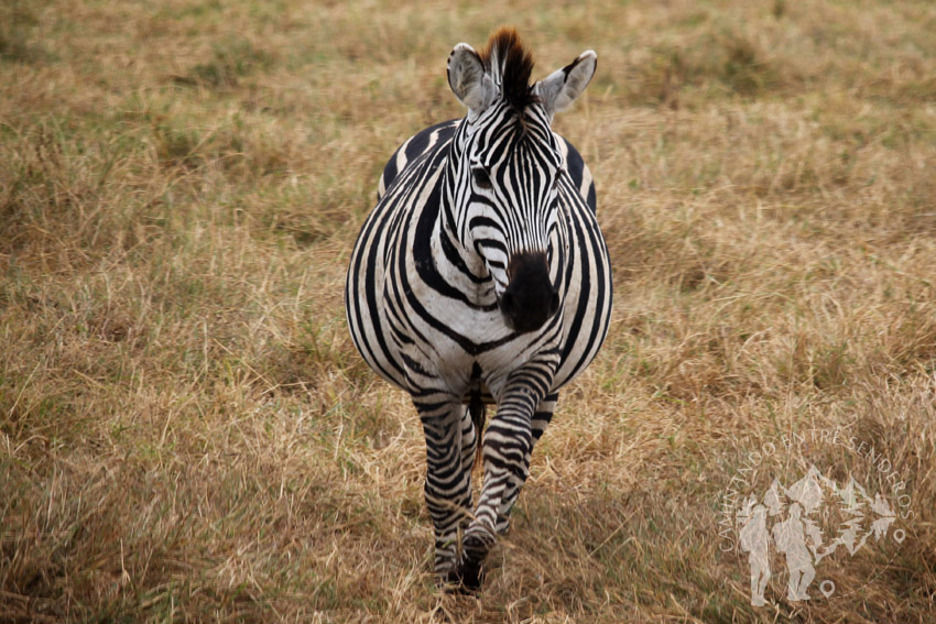 Cebra (Ngorongoro)