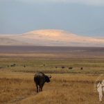 Búfalo (Ngorongoro)