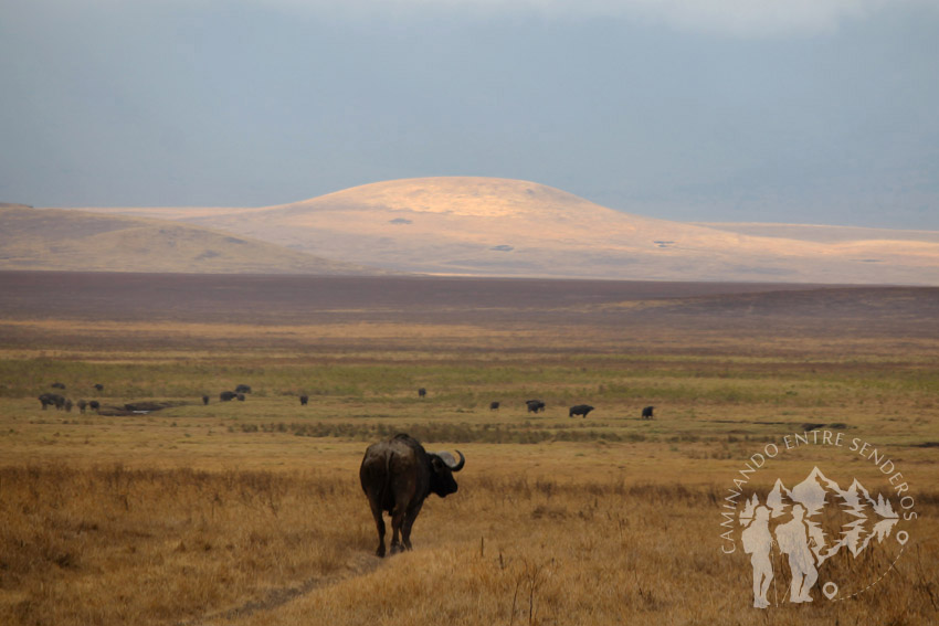 Búfalo (Ngorongoro)