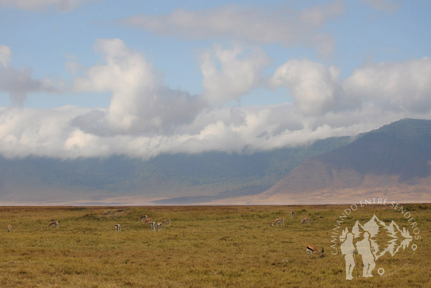 Ngorongoro (Tanzania)