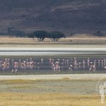Flamencos (Ngorongoro)