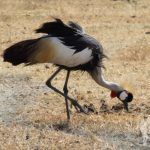 Balearica regulorum (grulla coronada)