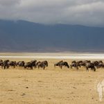 Ñus (Ngorongoro)