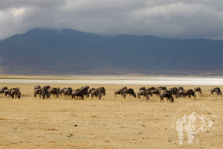 Ñus (Ngorongoro)