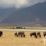 Ñus (Ngorongoro)