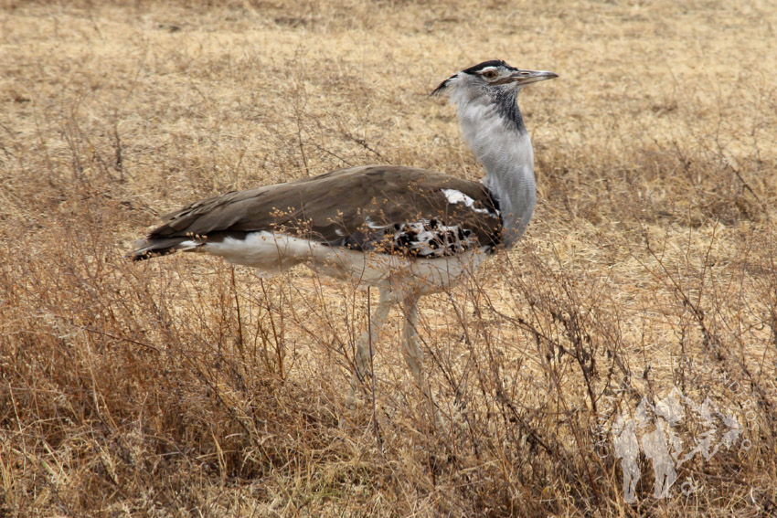 Avutarda (Ngorongoro)