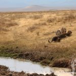 Ngorongoro (Tanzania)