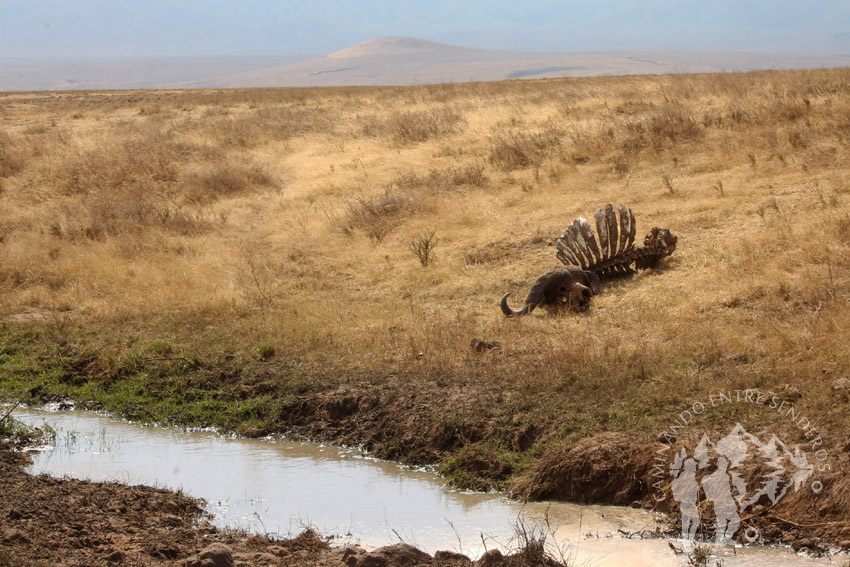 Ngorongoro (Tanzania)