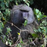 Babuino (Ngorongoro)