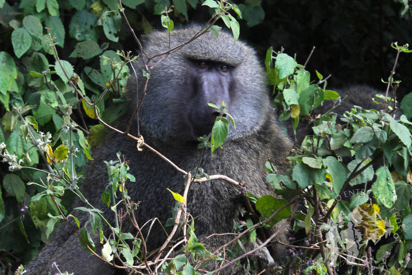 Babuino (Ngorongoro)
