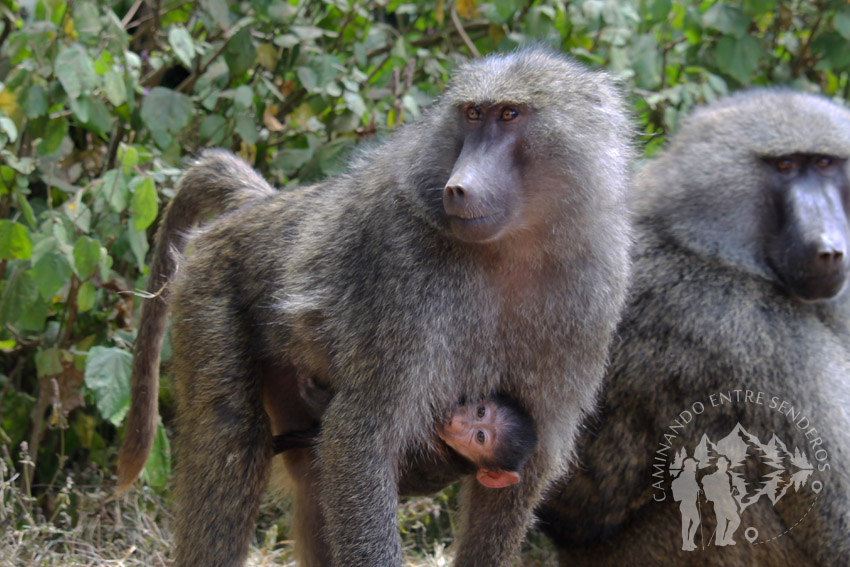 Babuino (Ngorongoro)