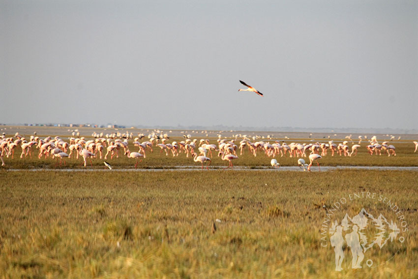 Flamencos (Lago Manyara)
