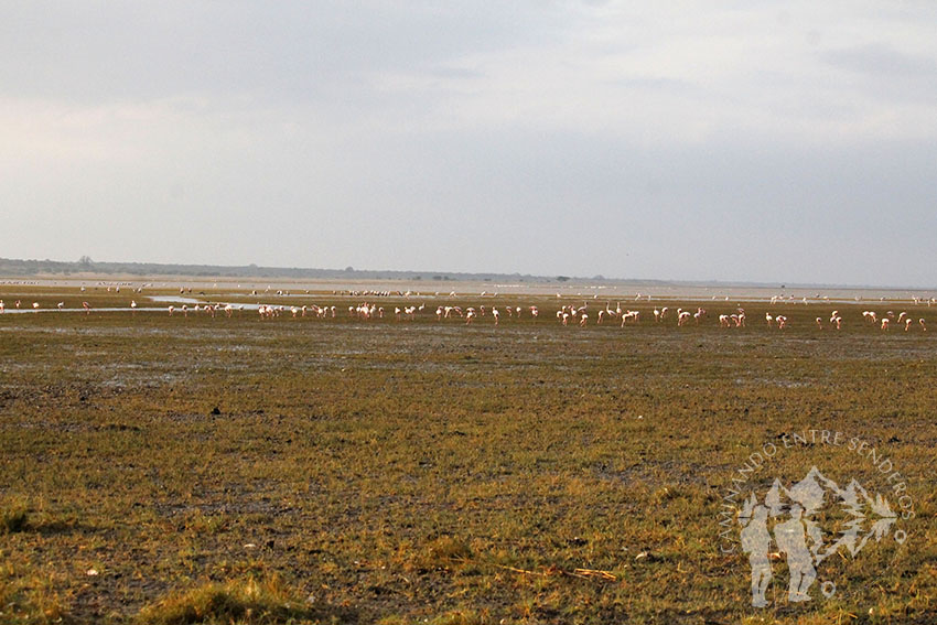 Flamencos (Lago Manyara)