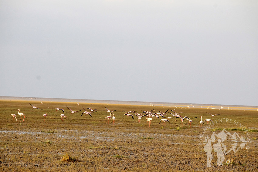 Flamencos (Lago Manyara)