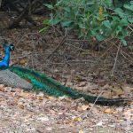 Pavo real (Zanzíbar)