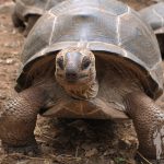 Tortugas terrestres (Prison Island)