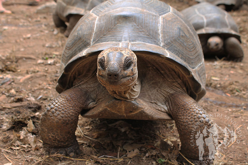 Tortugas terrestres (Prison Island)
