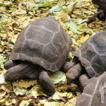Tortugas terrestres (Prison Island)