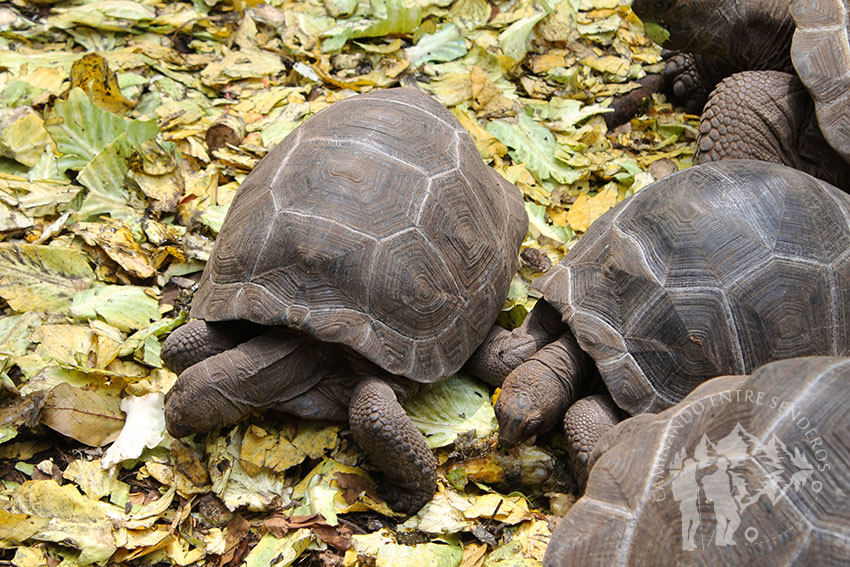 Tortugas terrestres (Prison Island)