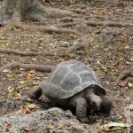 Tortuga terrestre (Prison Island)