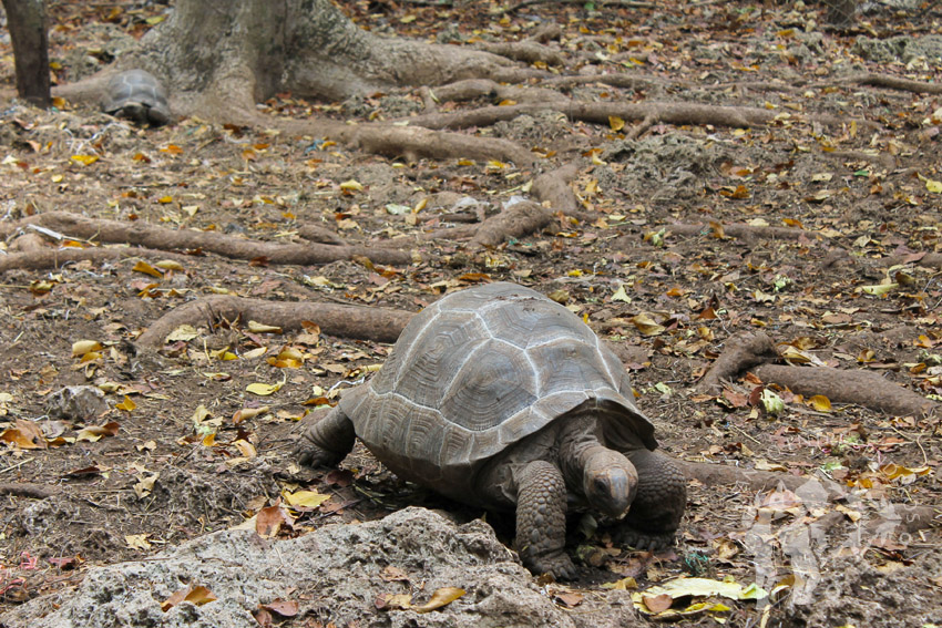 Tortuga terrestre (Prison Island)