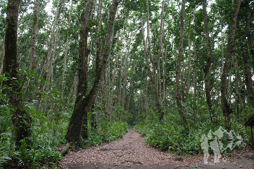 Bosque Jozani (Zanzíbar)