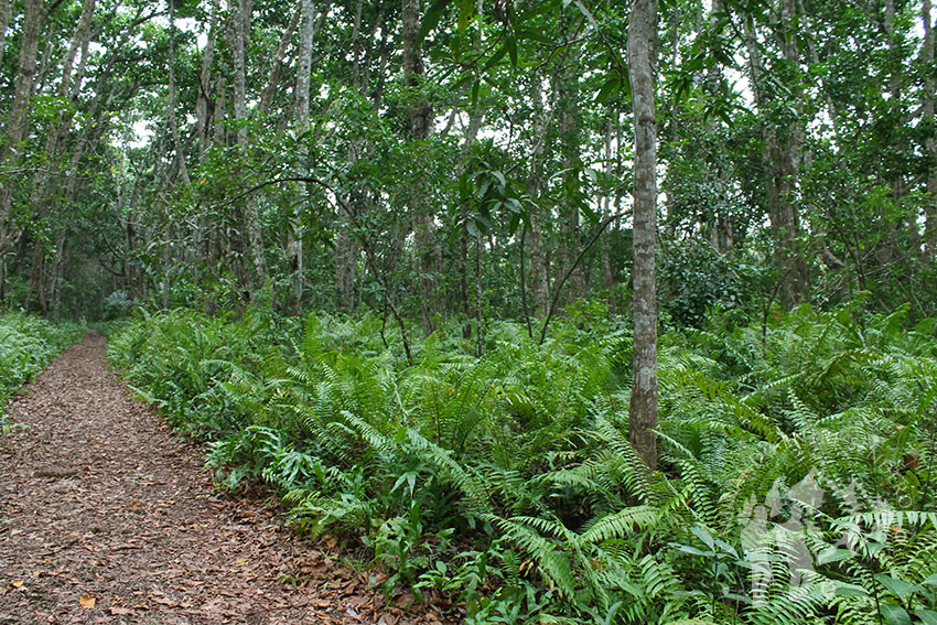 Bosque Jozani (Zanzíbar)