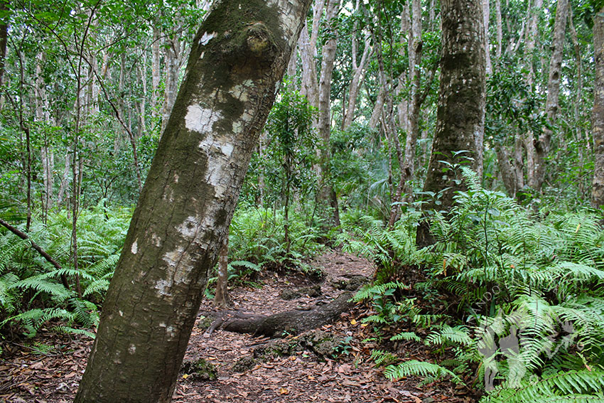 Bosque Jozani (Zanzíbar)