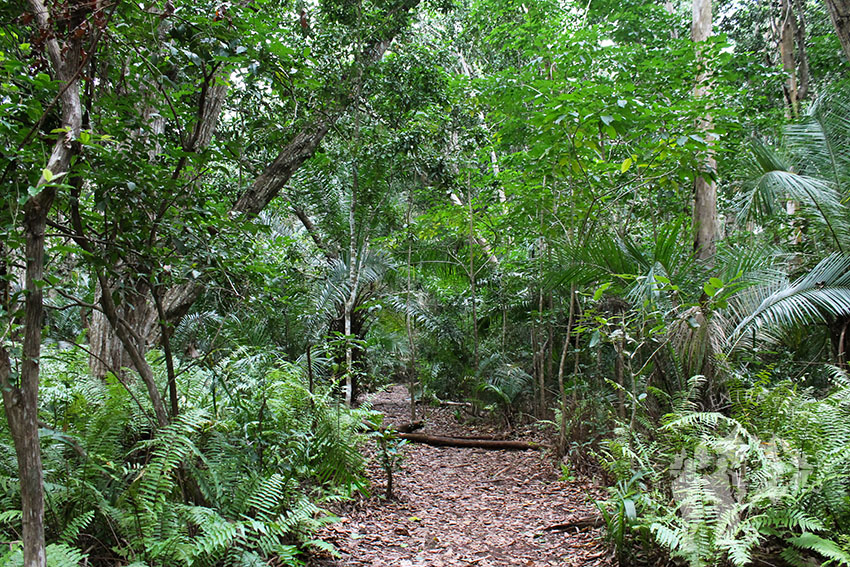 Bosque Jozani (Zanzíbar)