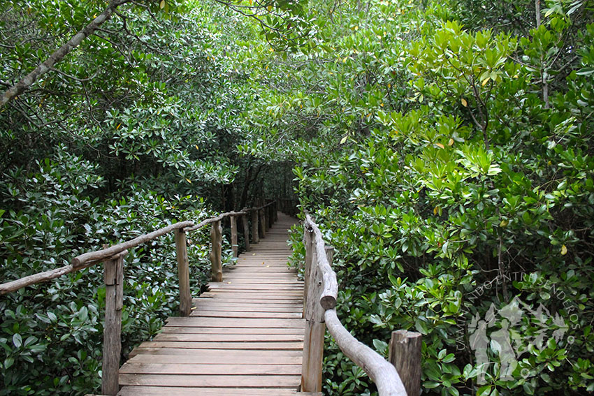 Bosque de manglares (Zanzíbar)