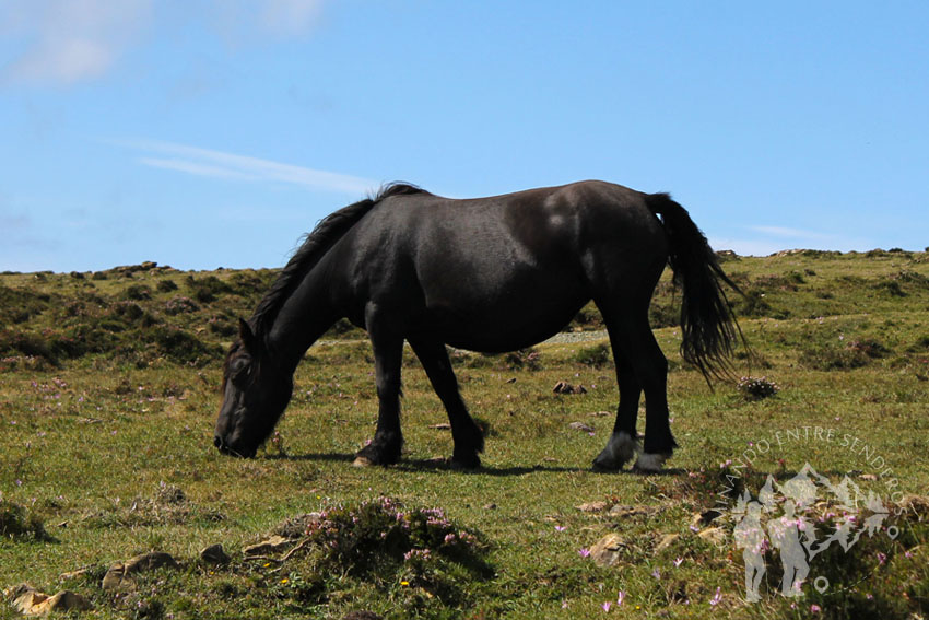 Caballos pastando