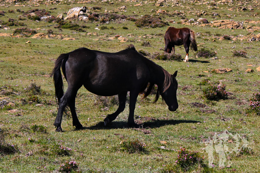 Caballos pastando