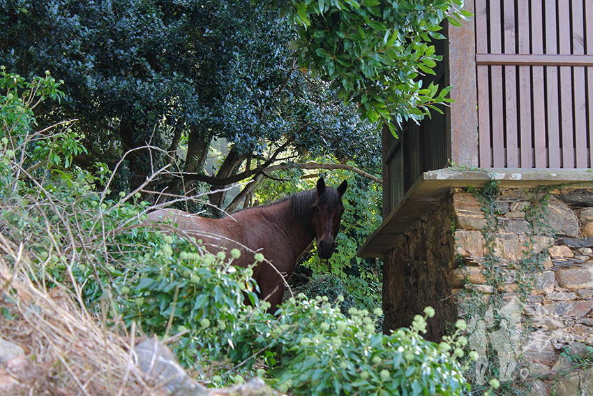 Caballo