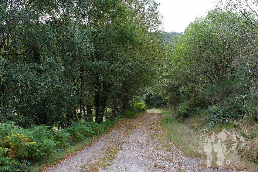 Camino empedrado Porto (Somede)