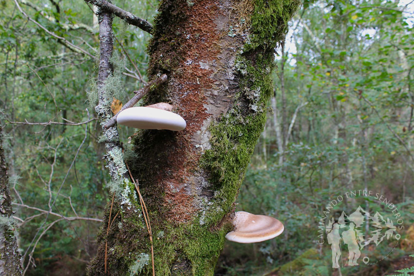 Setas sobre árboles