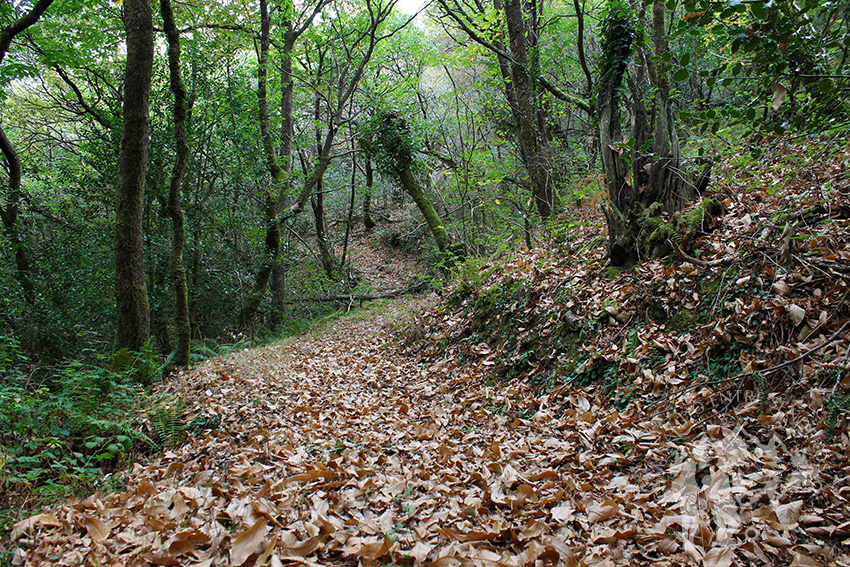 Bosque autóctono