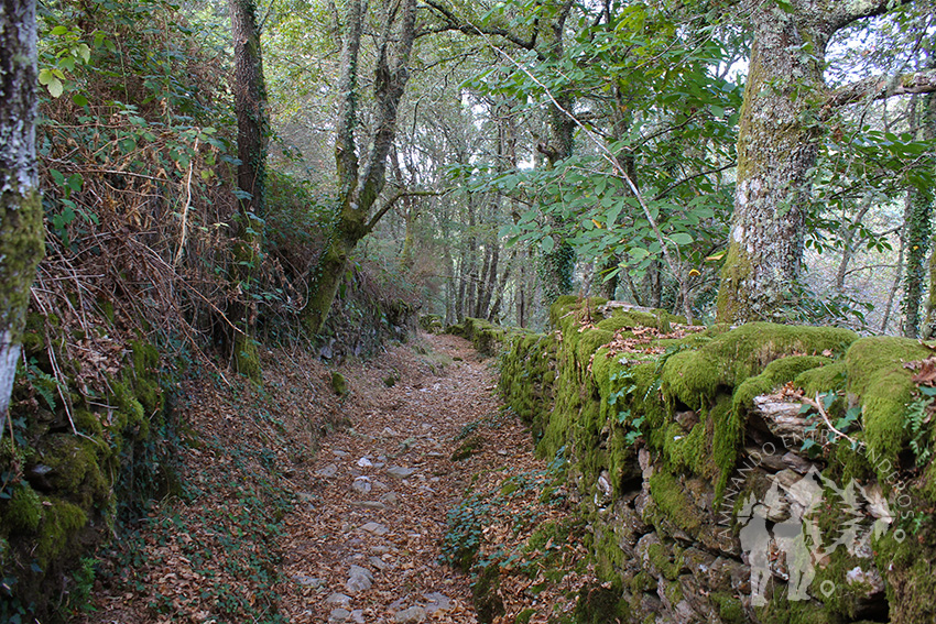 Bosque autóctono