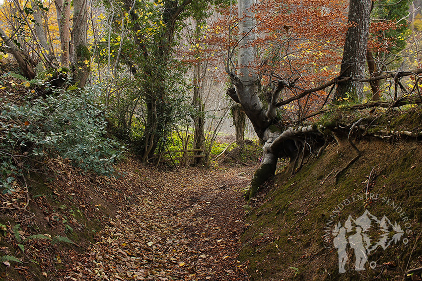 Camino Natural de la Senda del Oso