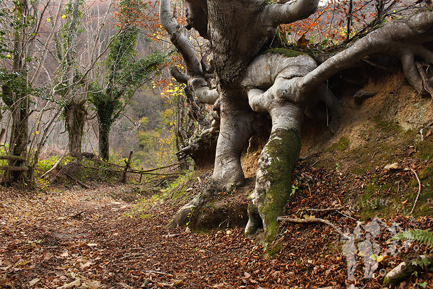 Camino Natural de la Senda del Oso