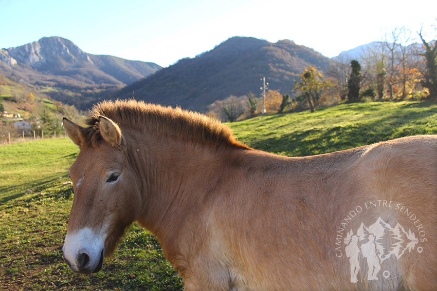 caballo Przewalski