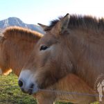 caballo Przewalski