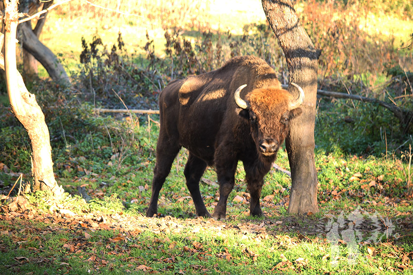 bisonte Europeo